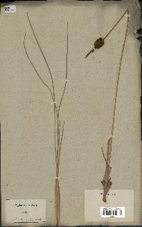spécimen de Typha laxmannii