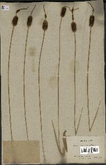 spécimen de Typha laxmannii