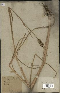 spécimen de Typha laxmannii