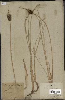 spécimen de Typha laxmannii