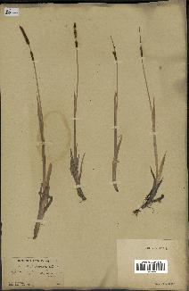 spécimen de Typha laxmannii