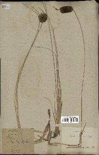 spécimen de Typha laxmannii
