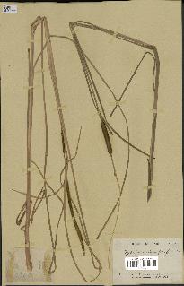 spécimen de Typha davidiana