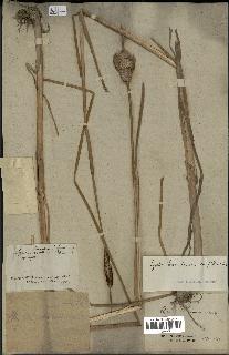 spécimen de Typha davidiana