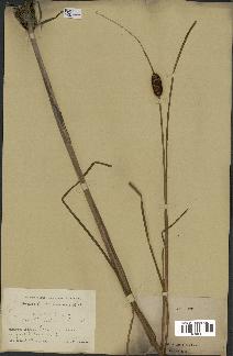 spécimen de Typha davidiana