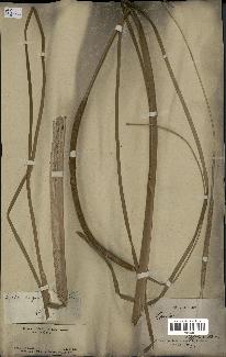 spécimen de Typha angustata