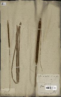 spécimen de Typha angustata