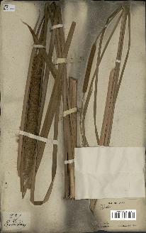 spécimen de Typha angustata