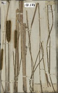 spécimen de Typha angustata