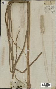 spécimen de Typha angustata