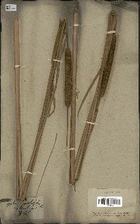 spécimen de Typha angustata