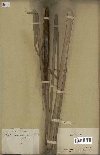 spécimen de Typha angustata