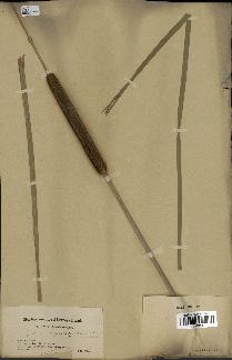 spécimen de Typha angustata