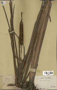 spécimen de Typha angustata