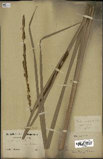 spécimen de Typha angustata