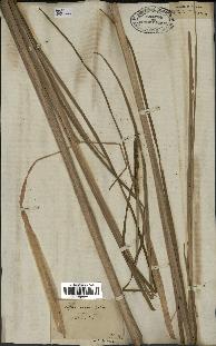 spécimen de Typha angustata