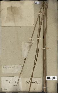 spécimen de Typha angustata
