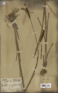 spécimen de Typha angustata