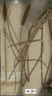 spécimen de Typha angustata
