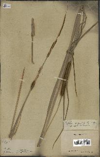 spécimen de Typha angustata