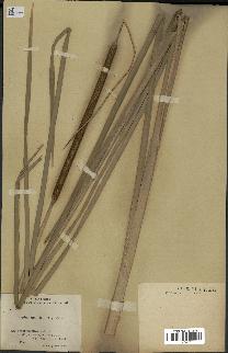 spécimen de Typha angustata