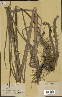 spécimen de Typha angustata