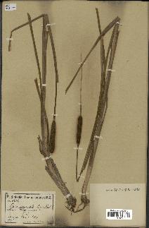 spécimen de Typha angustata