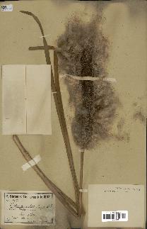 spécimen de Typha angustata