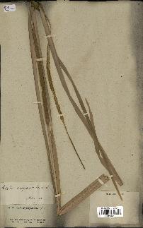 spécimen de Typha angustata
