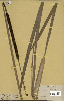 spécimen de Typha australis