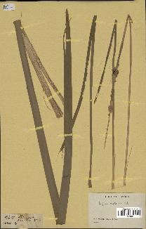 spécimen de Typha australis