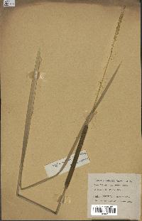 spécimen de Typha australis