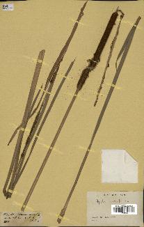spécimen de Typha australis