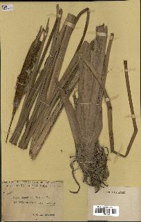 spécimen de Typha angustata