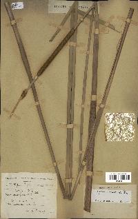 spécimen de Typha domingensis
