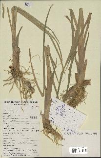 spécimen de Typha domingensis