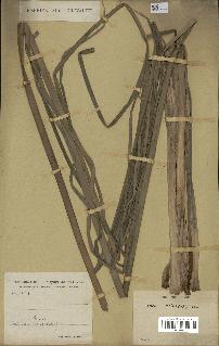 spécimen de Typha domingensis