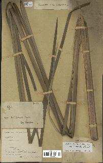 spécimen de Typha domingensis