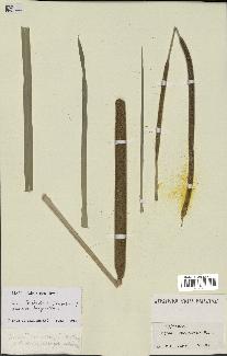 spécimen de Typha domingensis