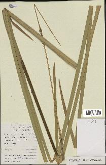 spécimen de Typha domingensis