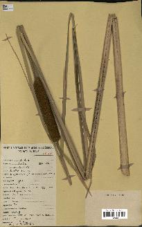spécimen de Typha australis