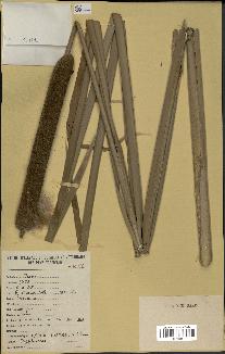 spécimen de Typha australis