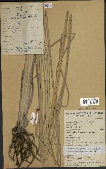 spécimen de Typha australis