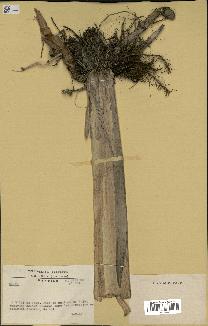 spécimen de Typha australis