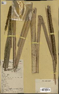spécimen de Typha australis