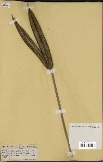 spécimen de Typha australis