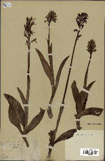 spécimen de Orchis militaris