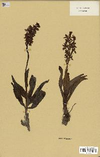 spécimen de Orchis mascula