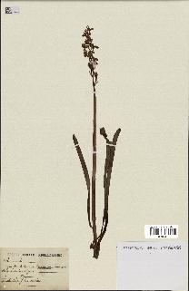 spécimen de Orchis mascula