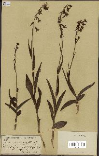 spécimen de Epipactis palustris